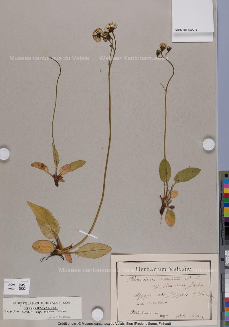 Hieracium cirritum subsp. pravum