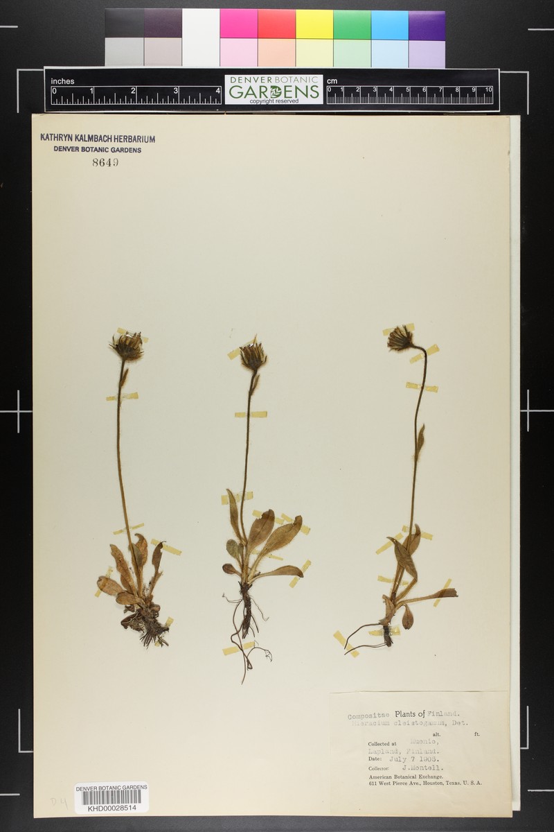 Hieracium cleistogamum