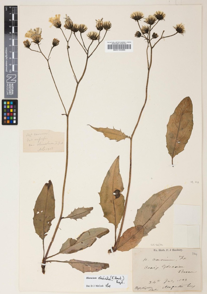 Hieracium clivicola