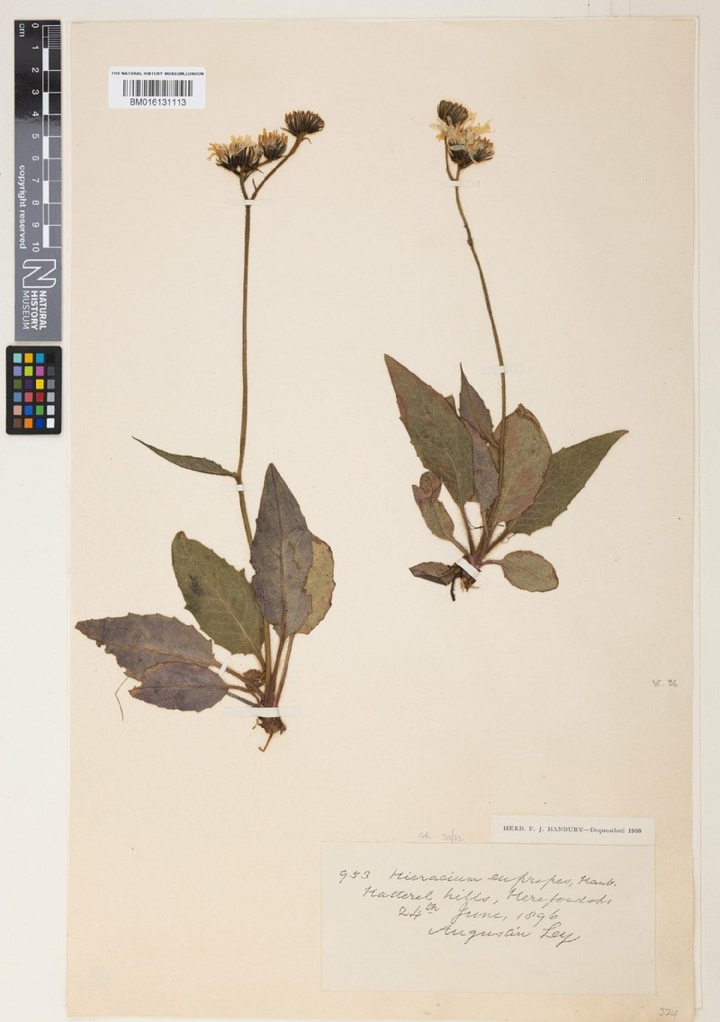 Hieracium clivicola photo 2