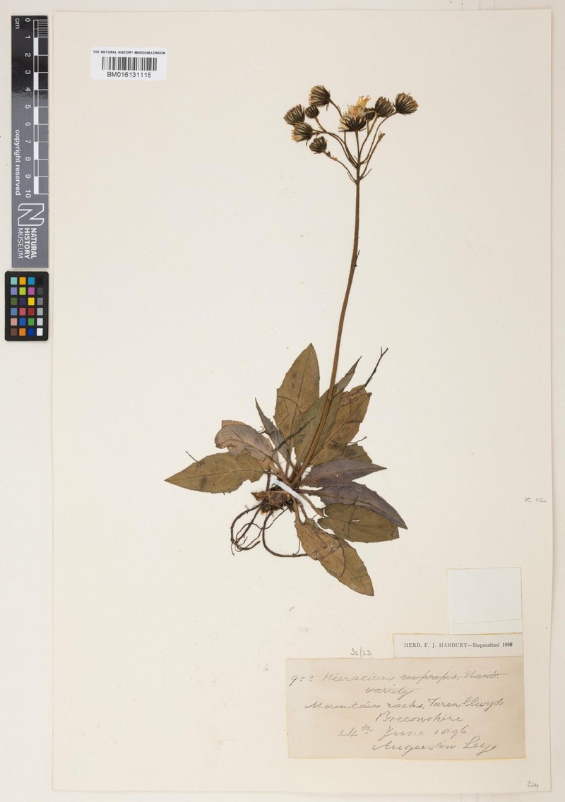 Hieracium clivicola photo 3
