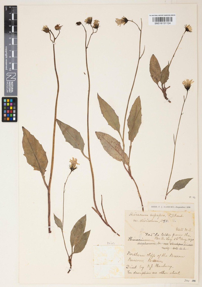 Hieracium clivicola photo 4