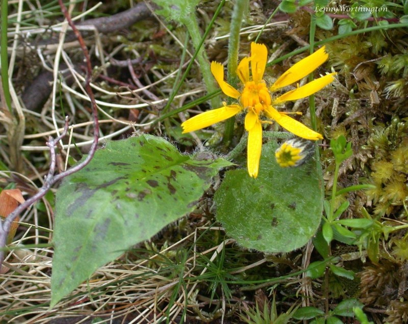 Hieracium clovense photo 2