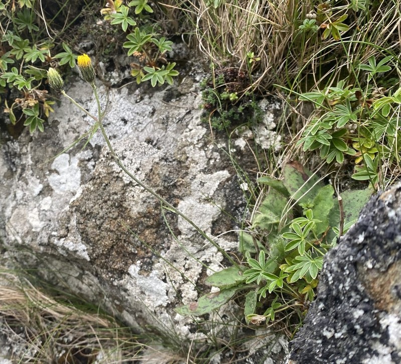 Hieracium clovense photo 3