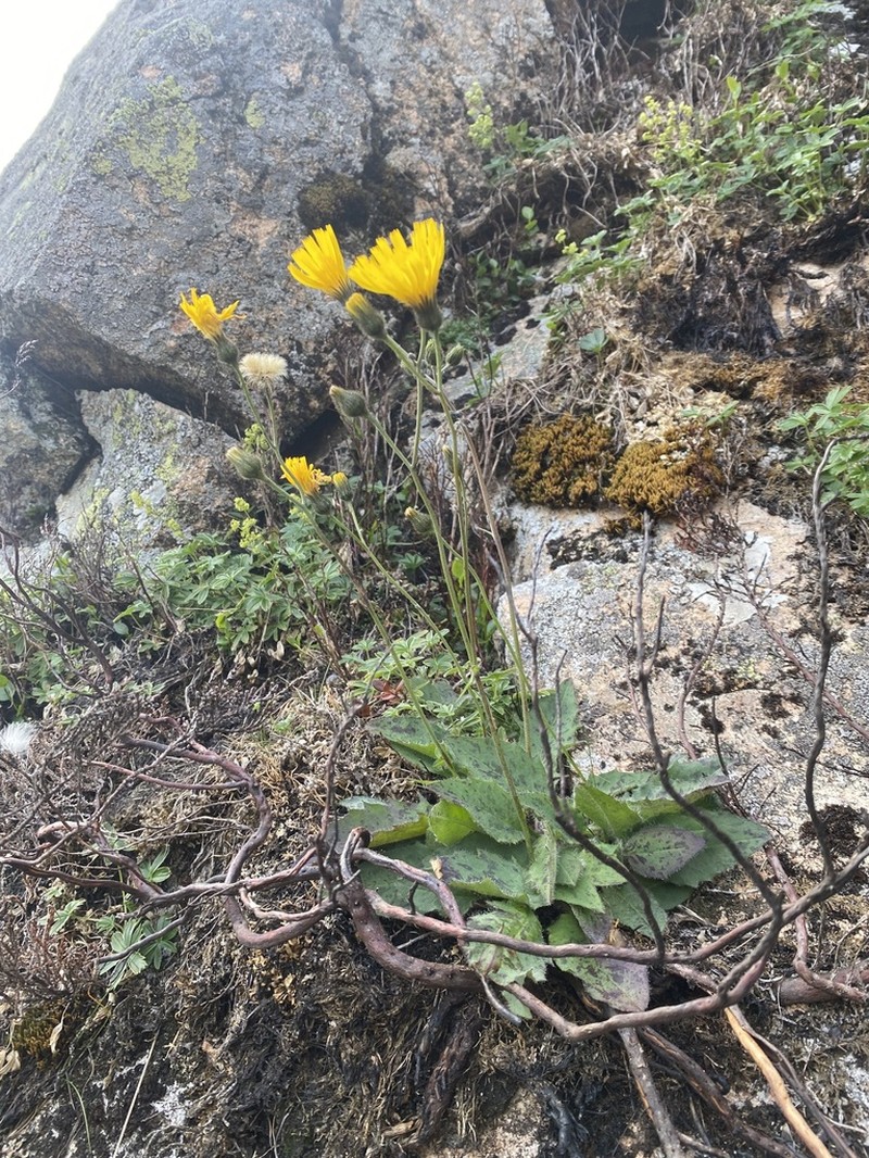 Hieracium clovense photo 4