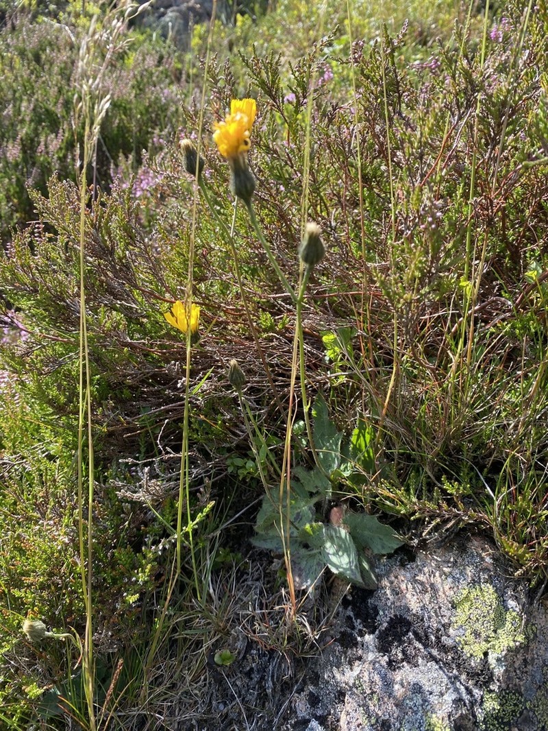 Hieracium clovense photo 5