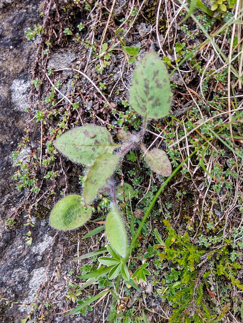 Hieracium clovense