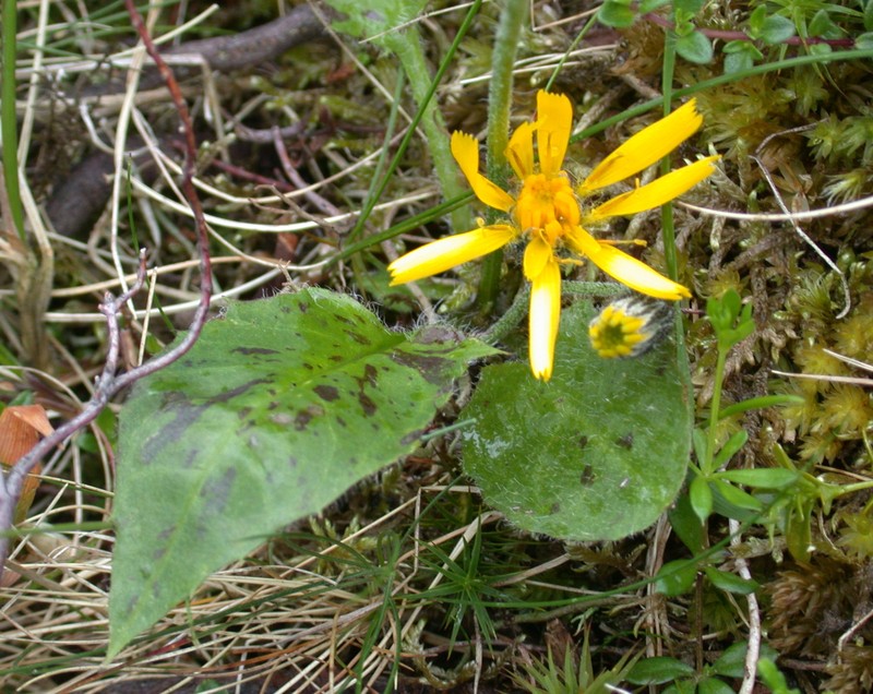 Hieracium clovense photo 6