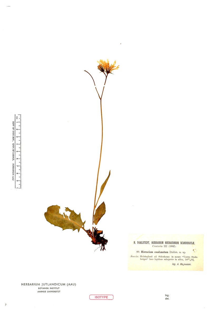 Hieracium coadunatum