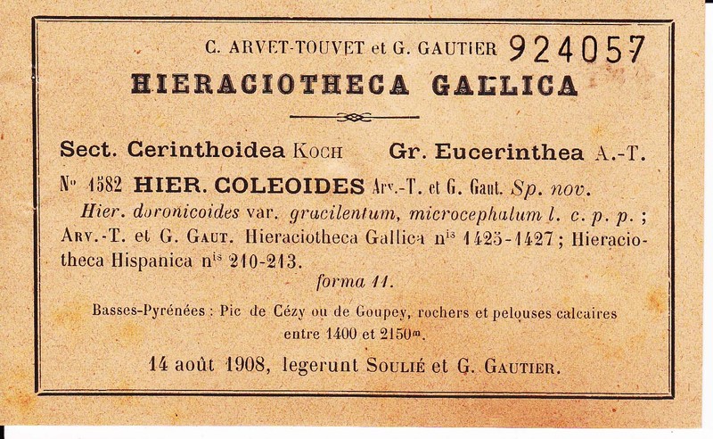 Hieracium coleoides photo 3
