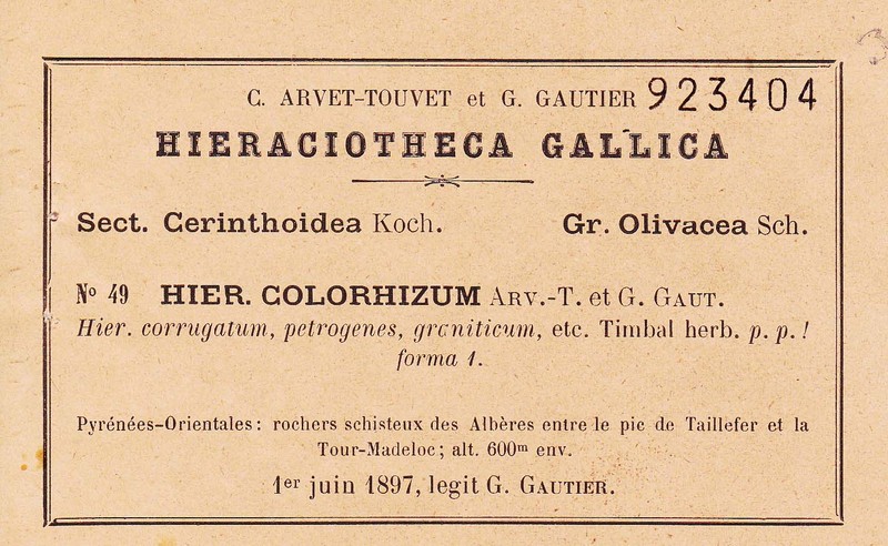 Hieracium colorhizum