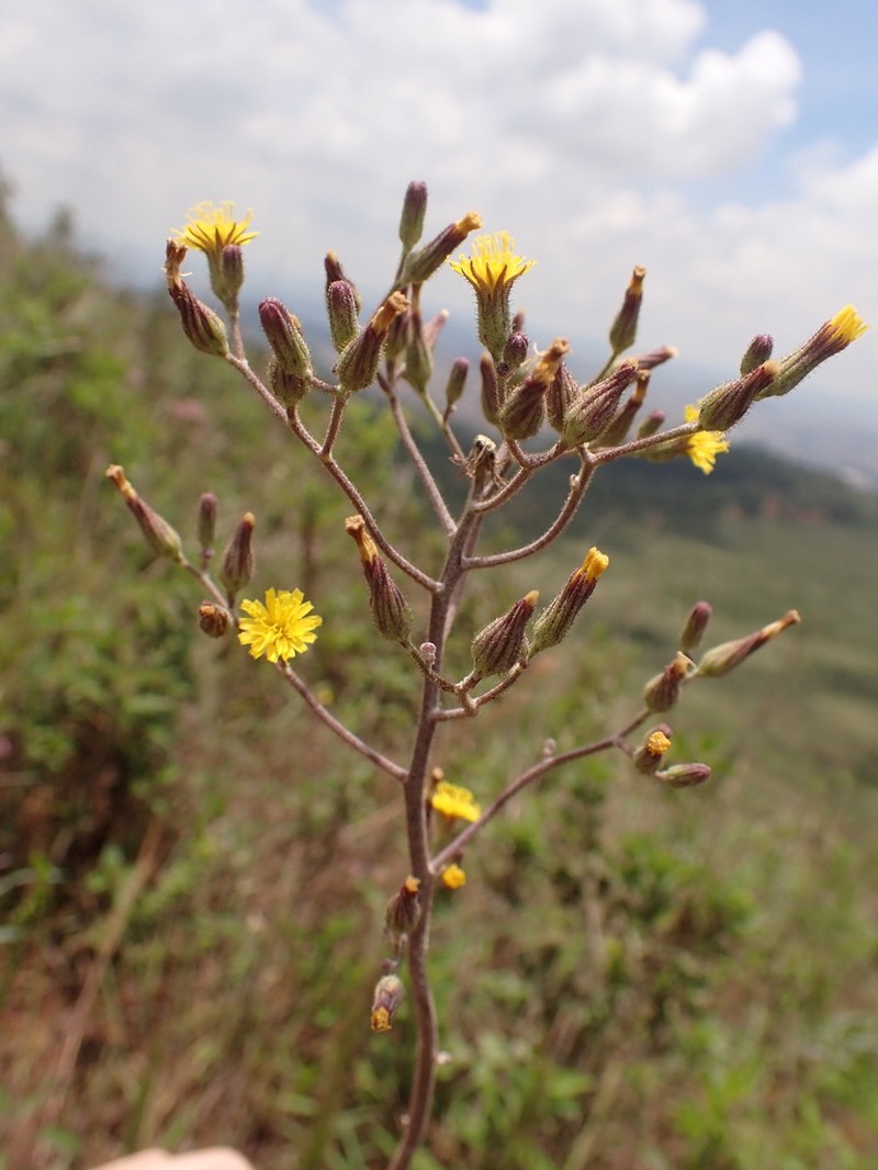 Hieracium commersonii photo 2