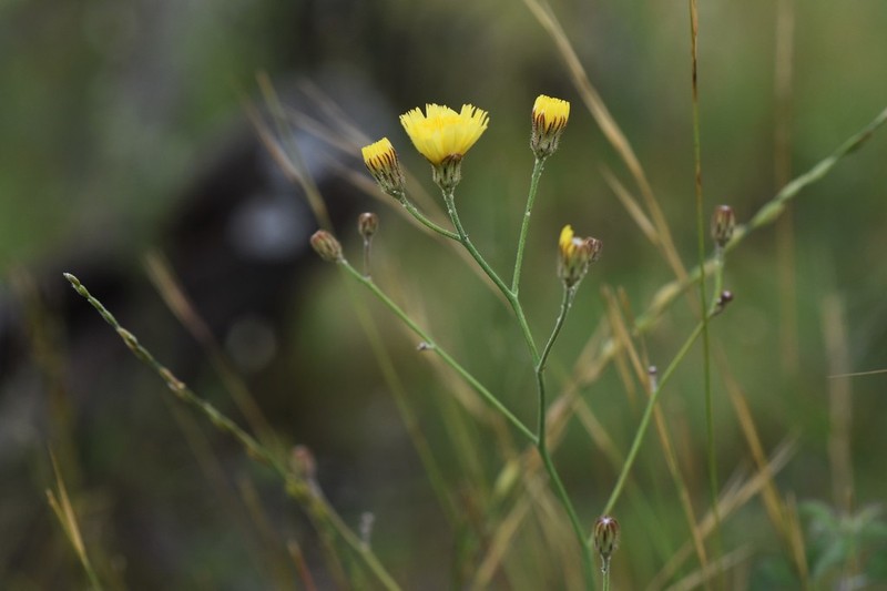 Hieracium commersonii photo 3