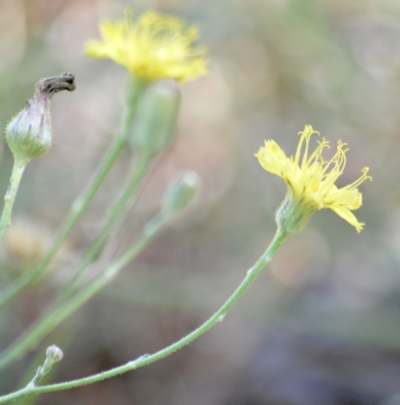 Hieracium commersonii photo 4