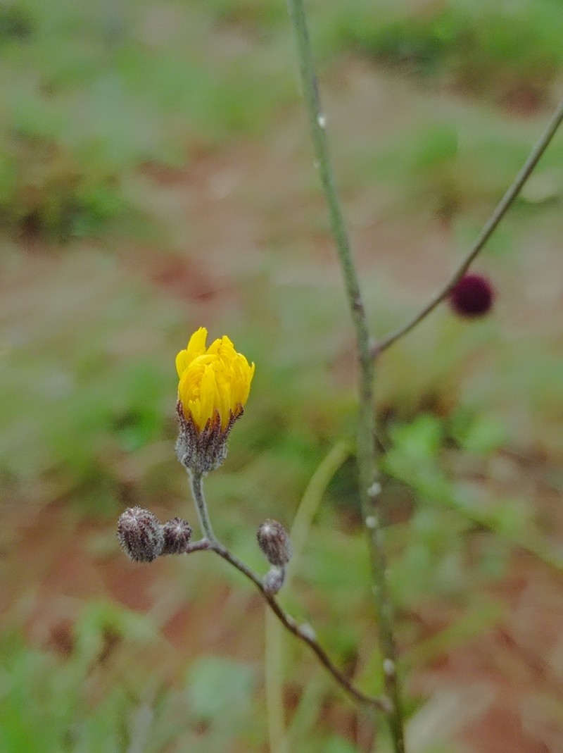 Hieracium commersonii photo 5