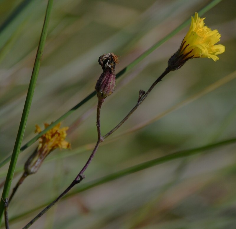 Hieracium commersonii photo 6