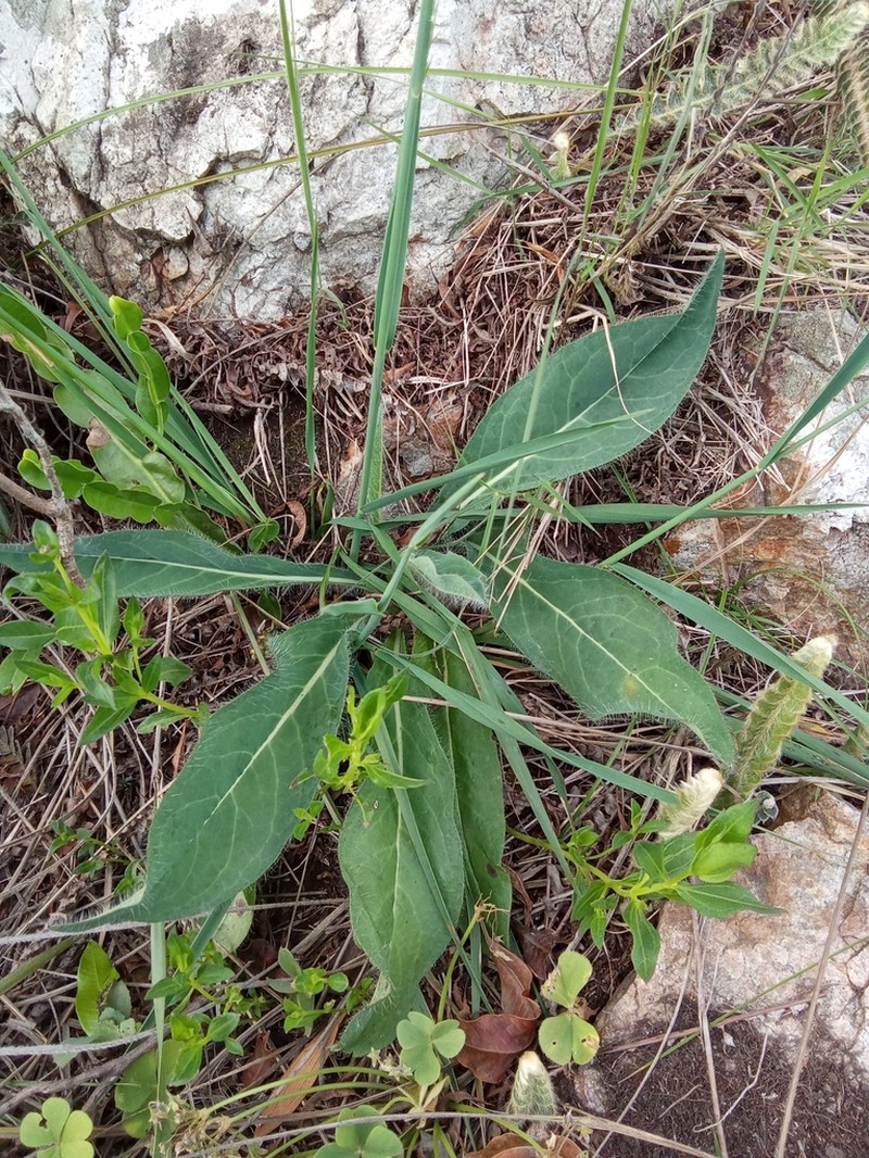 Hieracium commersonii photo 7