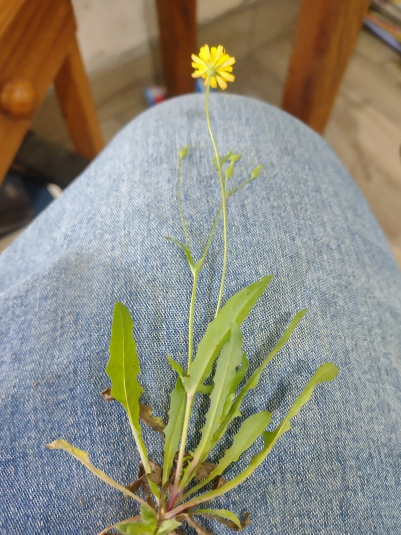 Hieracium commersonii photo 8
