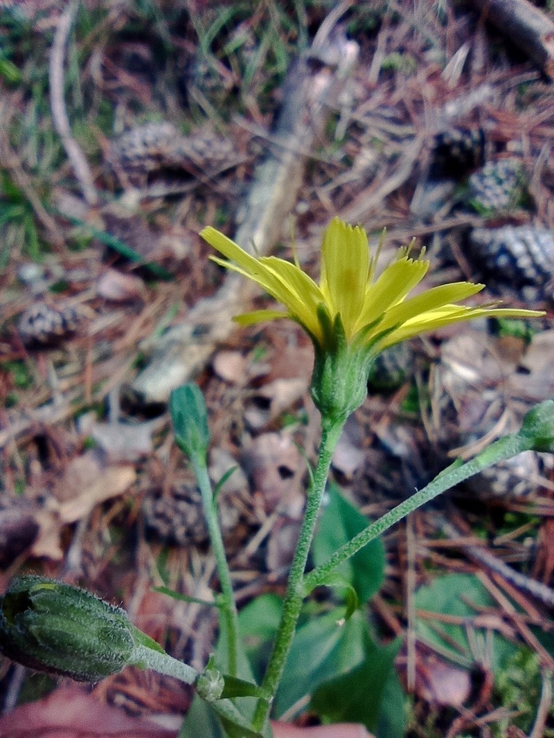 Hieracium compositum photo 2