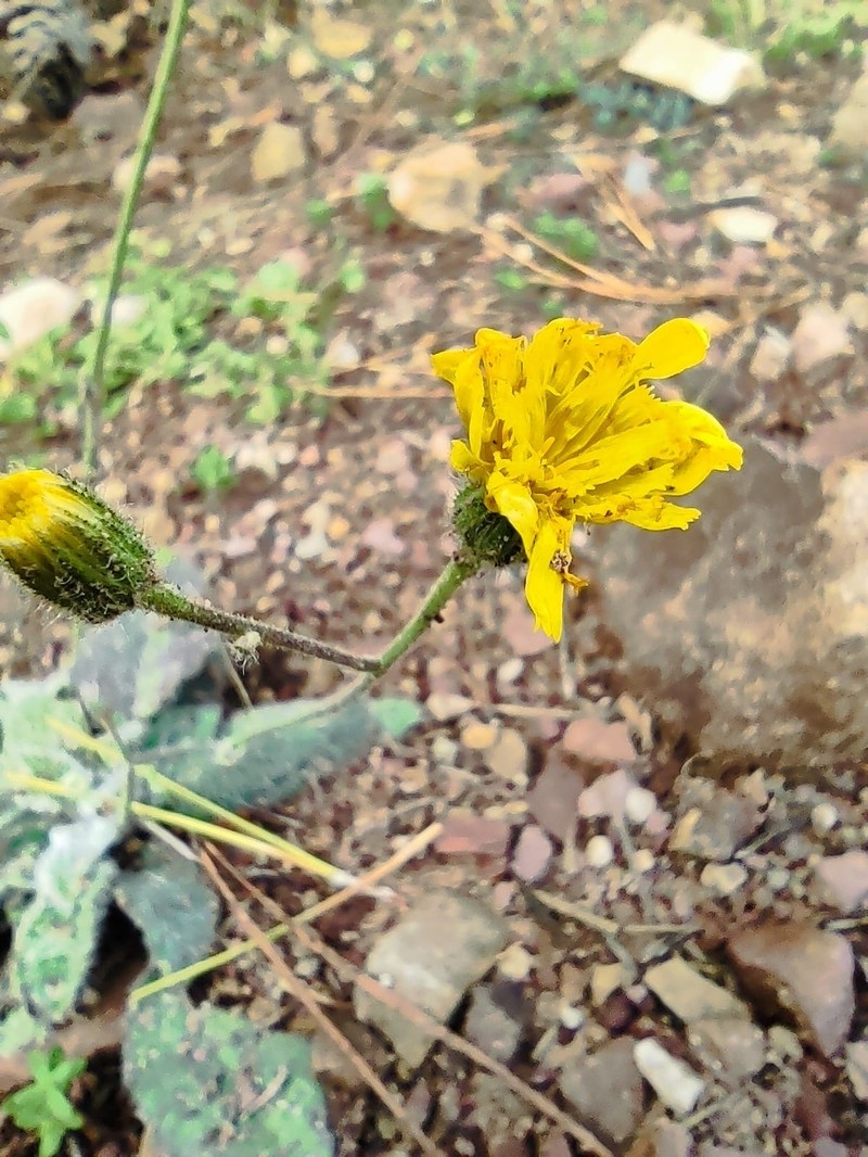Hieracium compositum photo 3