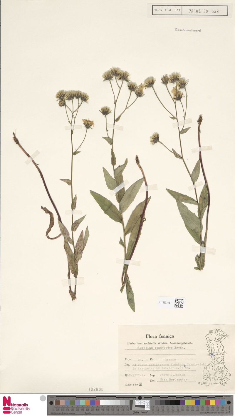 Hieracium condylodes