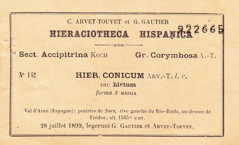 Hieracium conicum