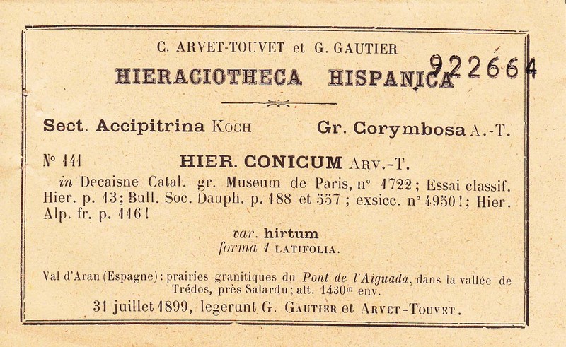 Hieracium conicum photo 2