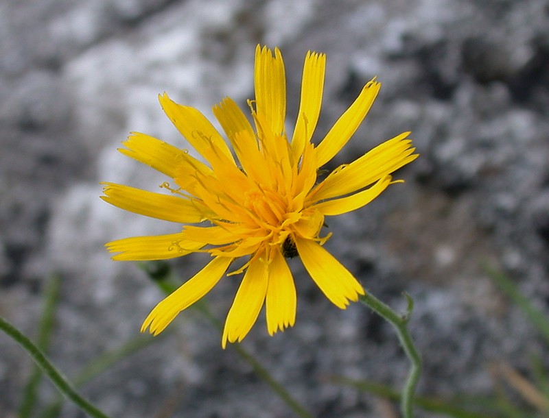 Hieracium coniops