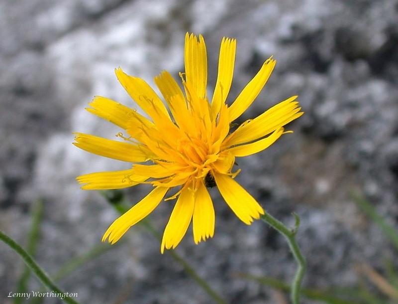 Hieracium coniops photo 2