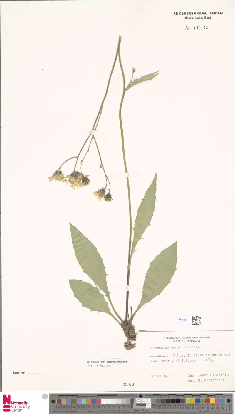 Hieracium coniops photo 3