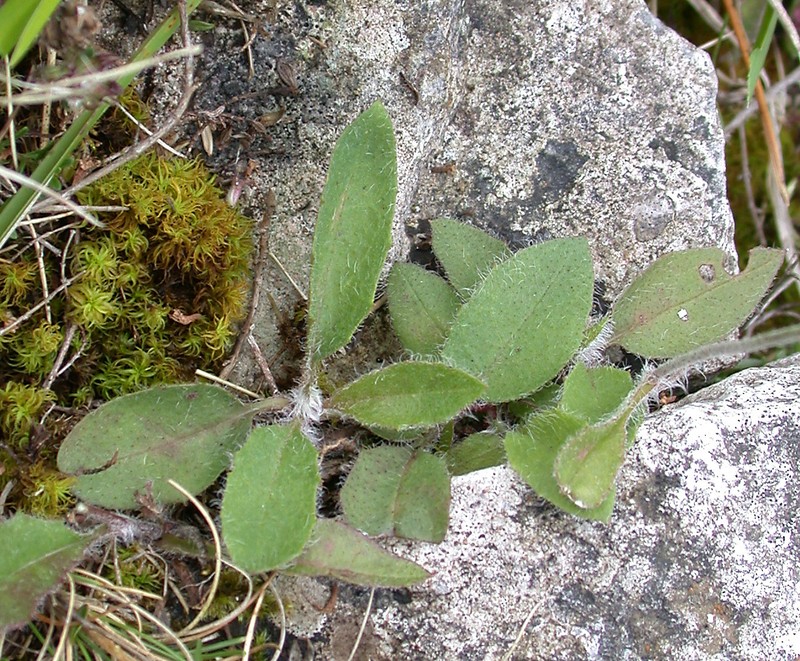 Hieracium coniops photo 4