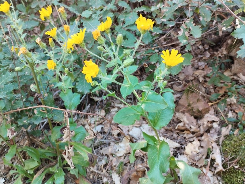 Hieracium cordatum