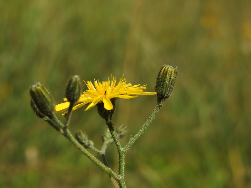 Hieracium cordatum photo 2