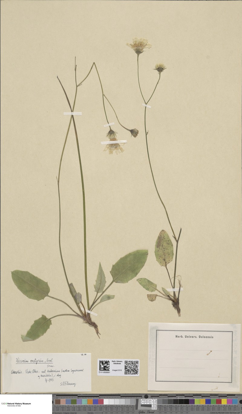 Hieracium cordigerum