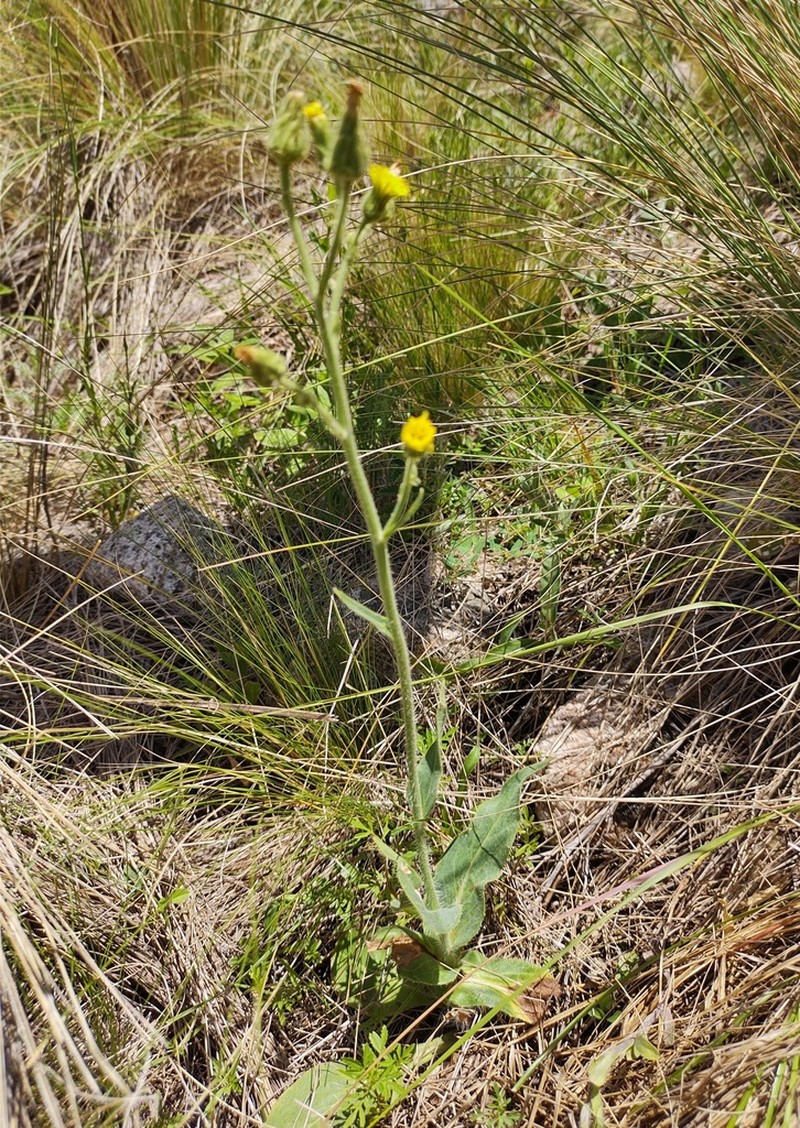 Hieracium cordobense