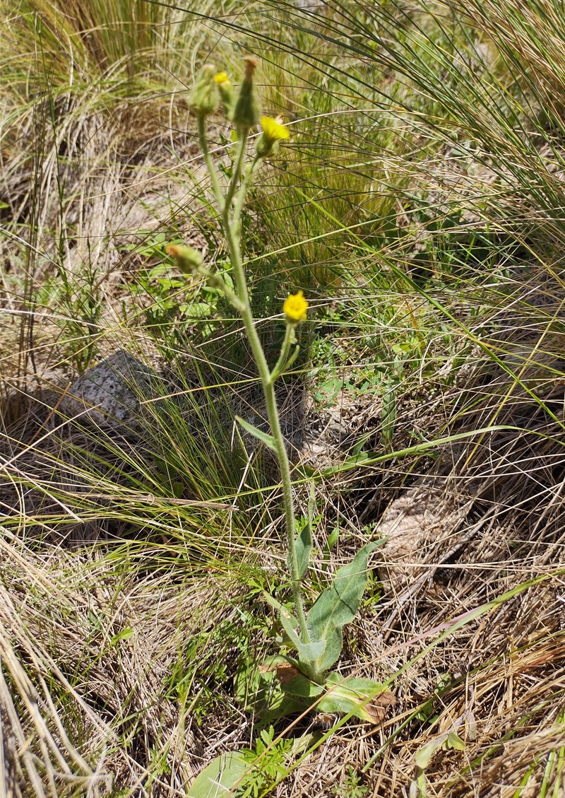 Hieracium cordobense photo 2