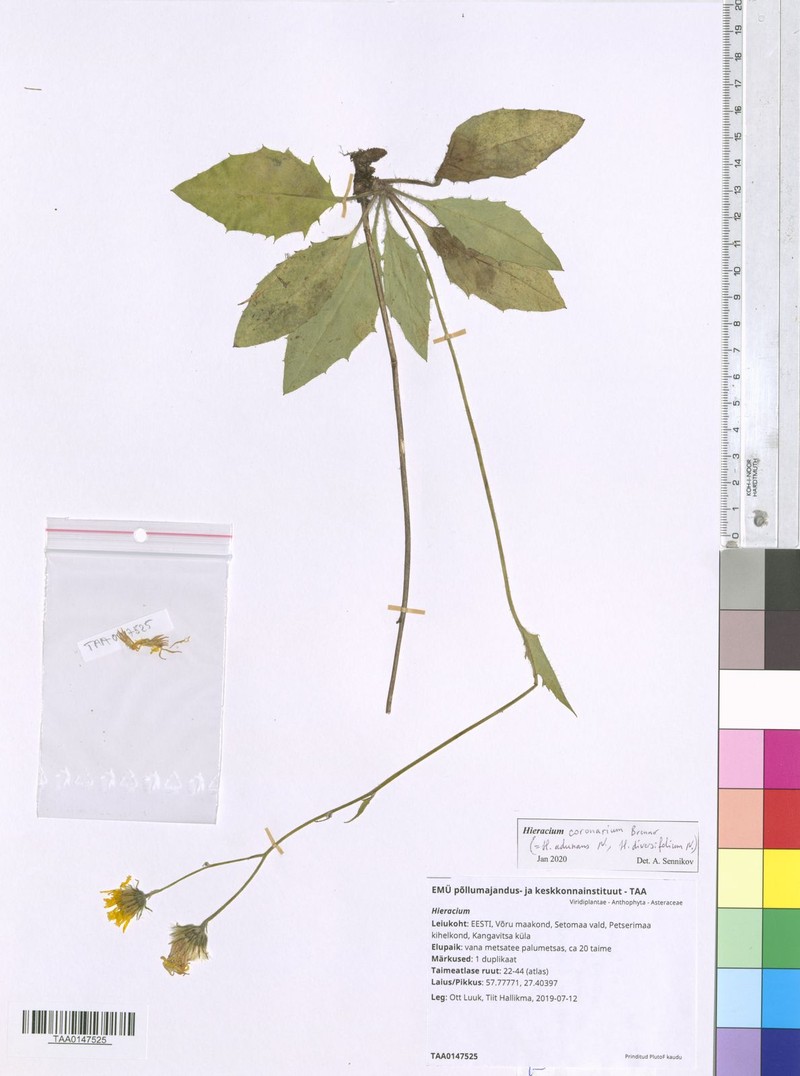 Hieracium coronarium