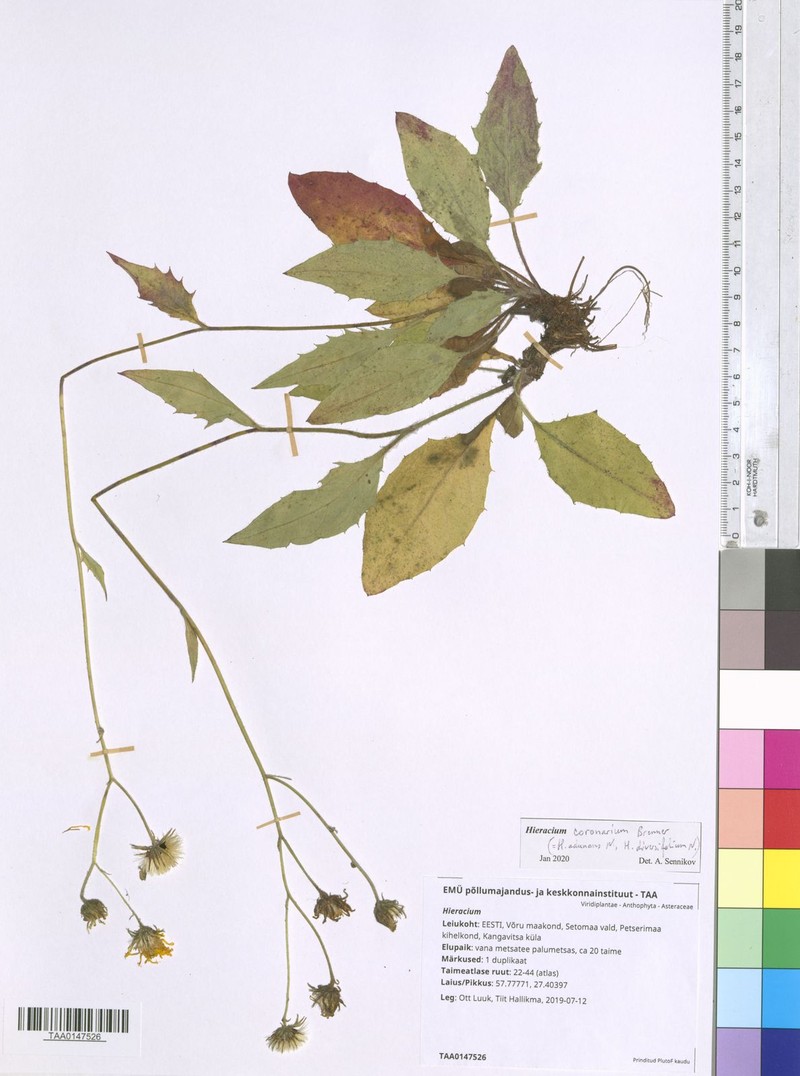 Hieracium coronarium photo 2
