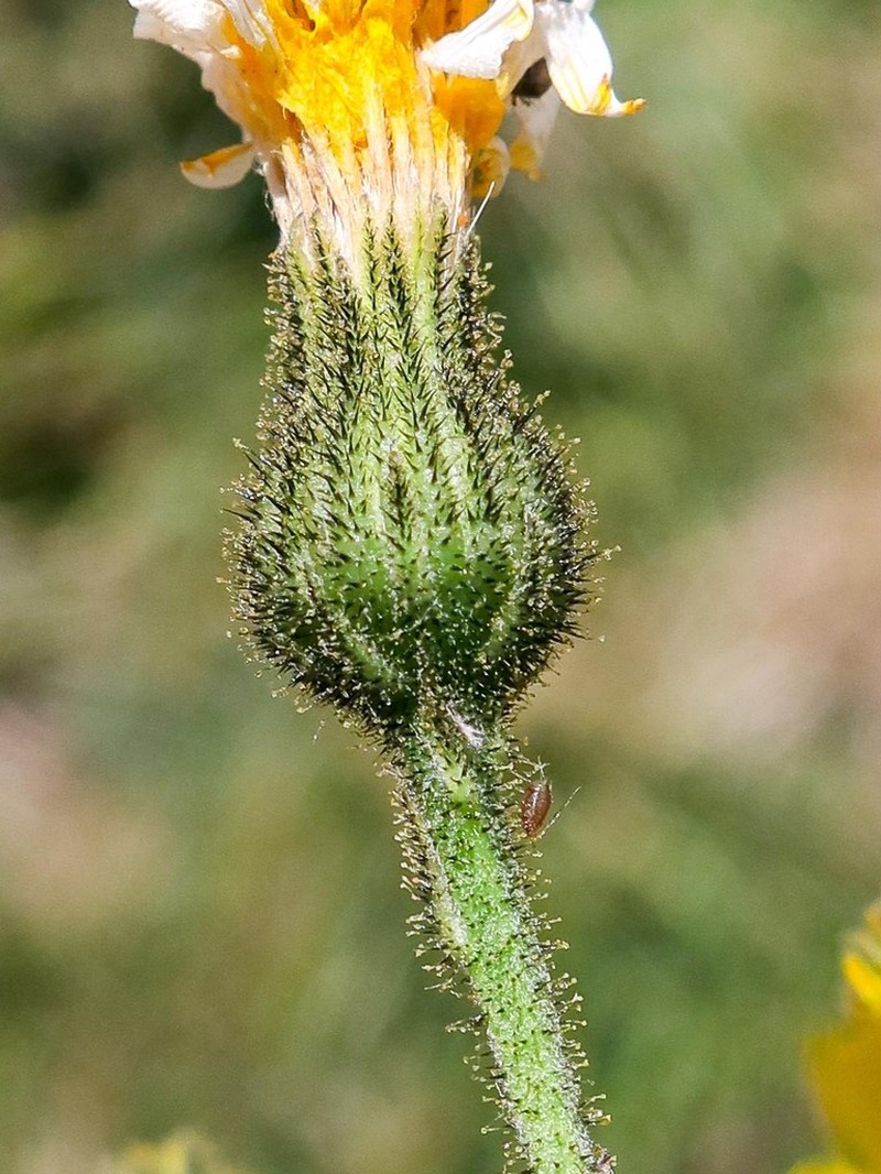 Hieracium corsicola