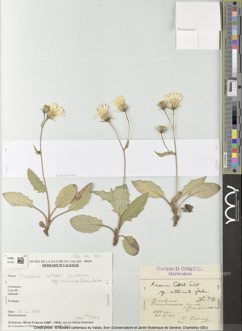 Hieracium cottetii