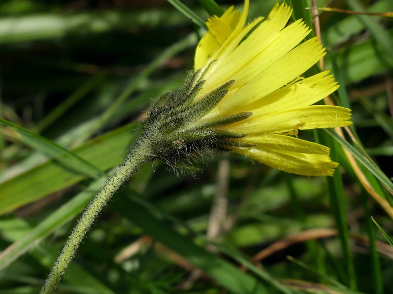 Hieracium crassipedipilum