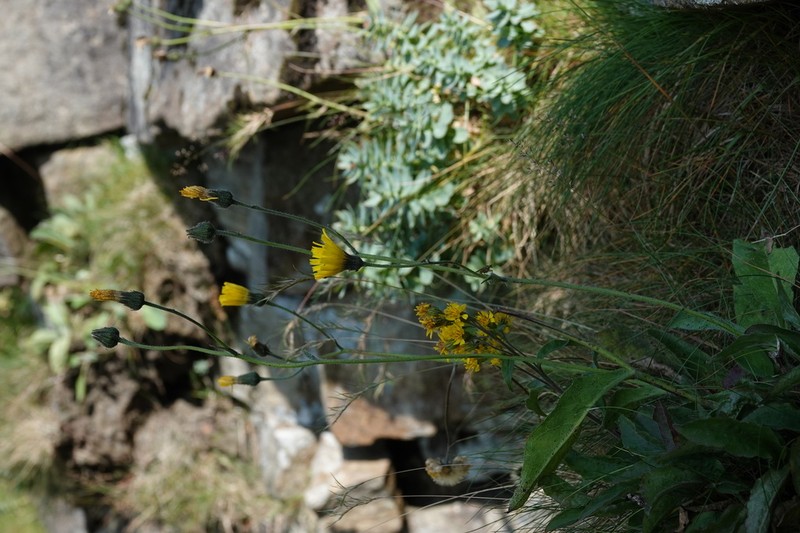 Hieracium cravoniense