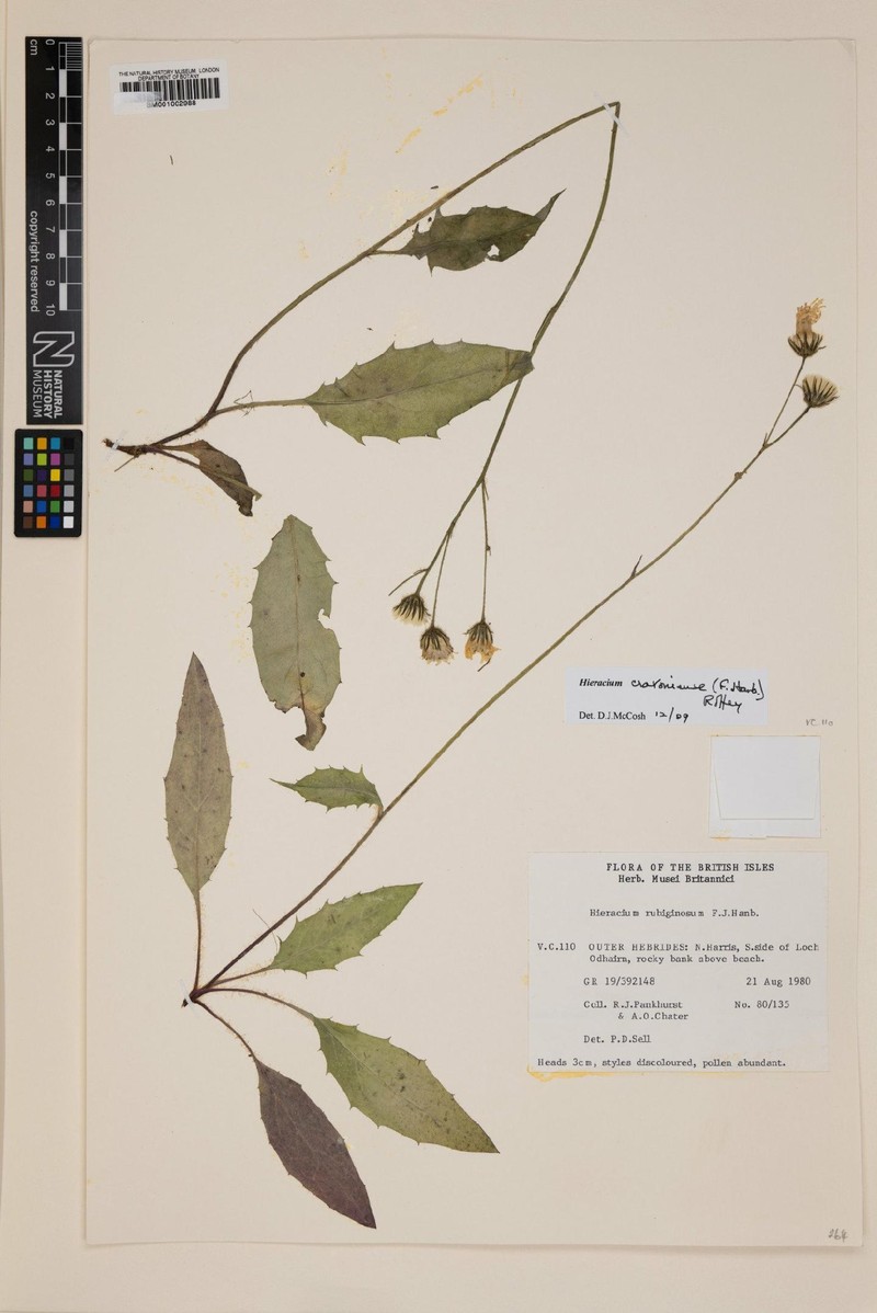 Hieracium cravoniense photo 3