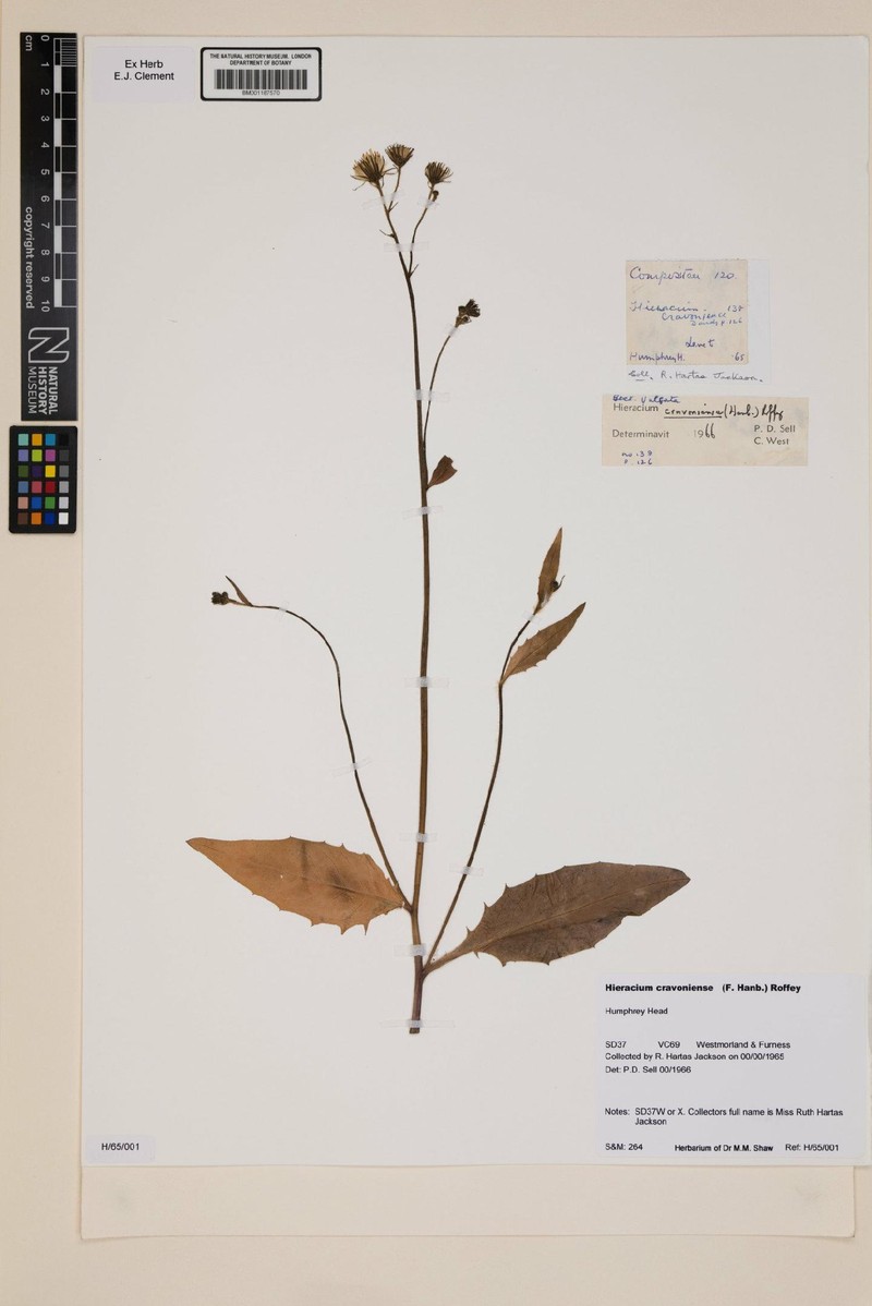 Hieracium cravoniense photo 4