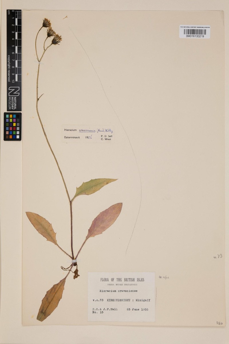 Hieracium cravoniense photo 5