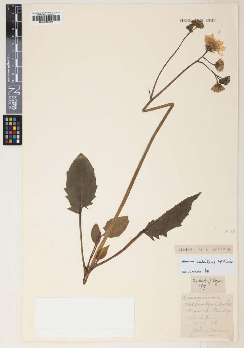 Hieracium crebridens