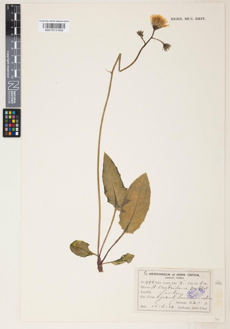 Hieracium crebridens photo 2