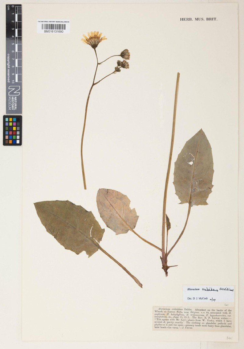 Hieracium crebridens photo 3