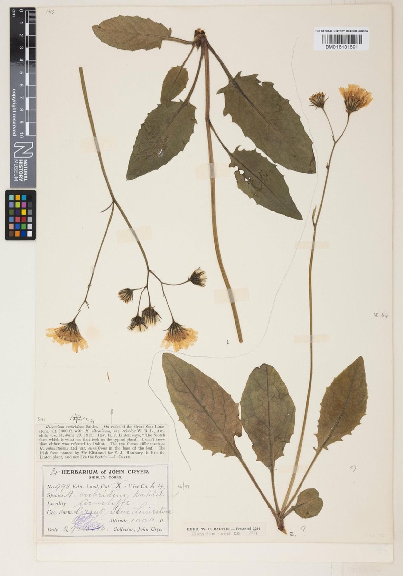 Hieracium crebridens photo 4