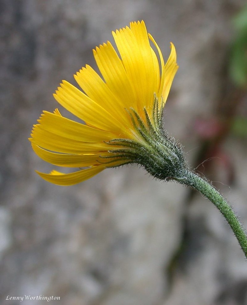 Hieracium crebridentiforme photo 2
